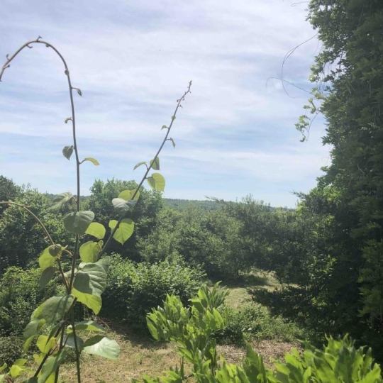  AGENCE IMMOBILIERE MB : House | PUTTELANGE-AUX-LACS (57510) | 203 m2 | 100 000 € 