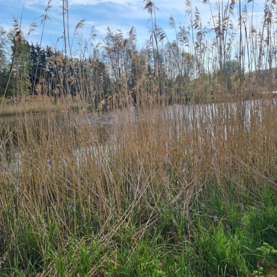  AGENCE IMMOBILIERE MB : Terrain | HILSPRICH (57510) | 0 m2 | 31 500 € 