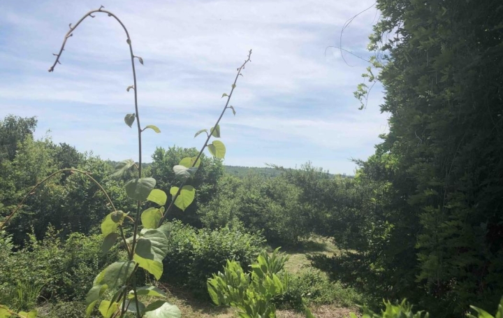 AGENCE IMMOBILIERE MB : House | PUTTELANGE-AUX-LACS (57510) | 203 m2 | 100 000 € 